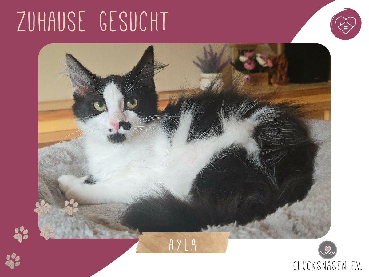 Kätzchen Ayla freut sich auf ihre Menschen – Katze Europäisch Kurzhaar sucht ein Zuhause in Hessisch Oldendorf 