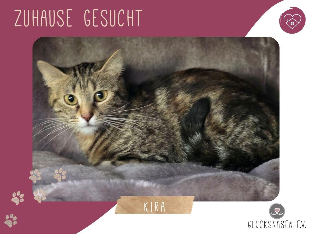 Kätzchen Kira sucht ihr gemütliches Körbchen – Katze Europäisch Kurzhaar sucht ein Zuhause in Hessisch Oldendorf 