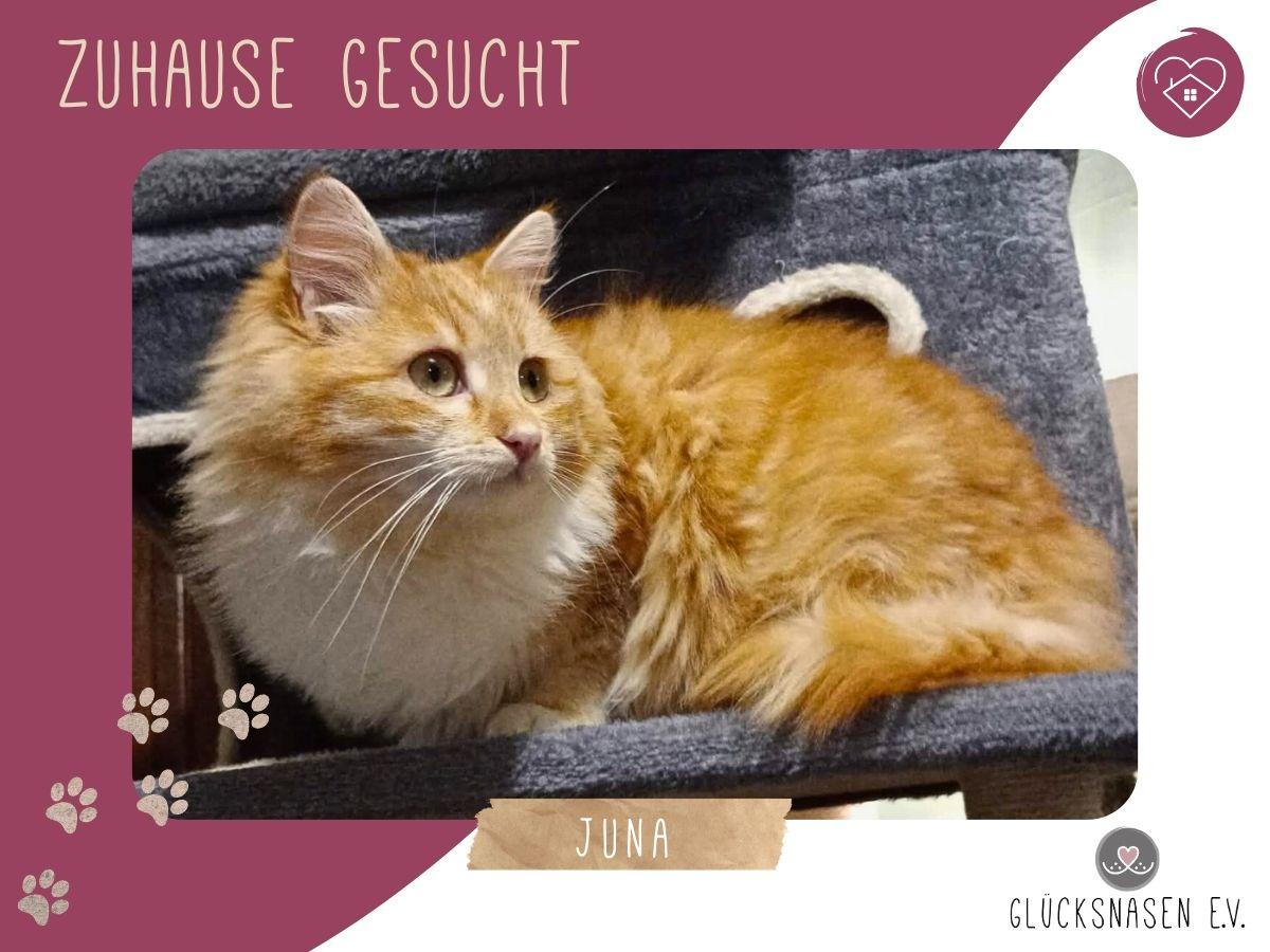 Liebes Katze Juna packt gern ihren Koffer – Katze Europäisch Kurzhaar sucht ein Zuhause in Hessisch Oldendorf 