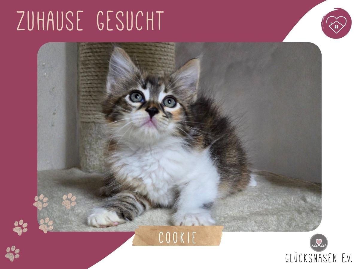 Kätzchen Cookie ist bereit für ihr Abenteuer – Katze Europäisch Kurzhaar sucht ein Zuhause in Hessisch Oldendorf 