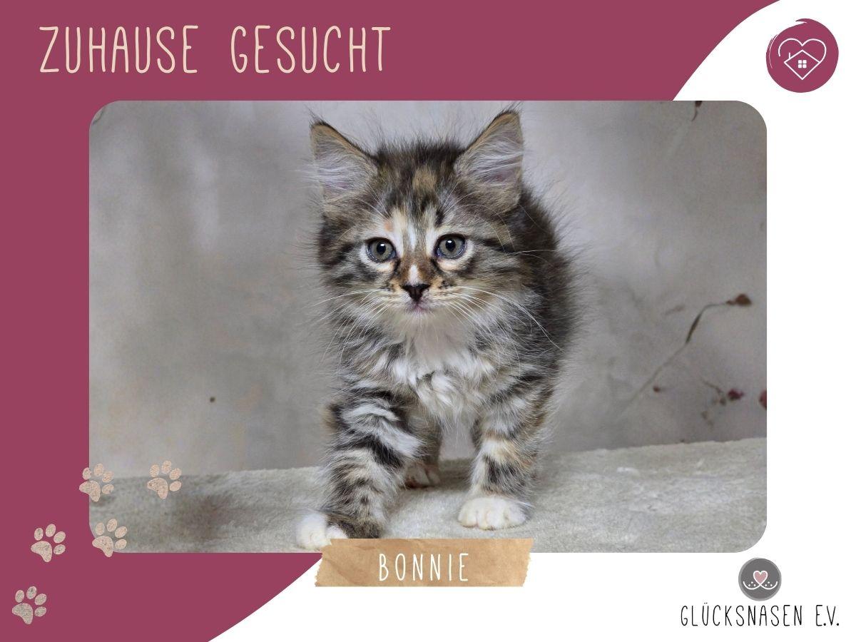 Katzenmädchen Bonnie wartet auf Post – Katze Europäisch Kurzhaar sucht ein Zuhause in Hessisch Oldendorf 
