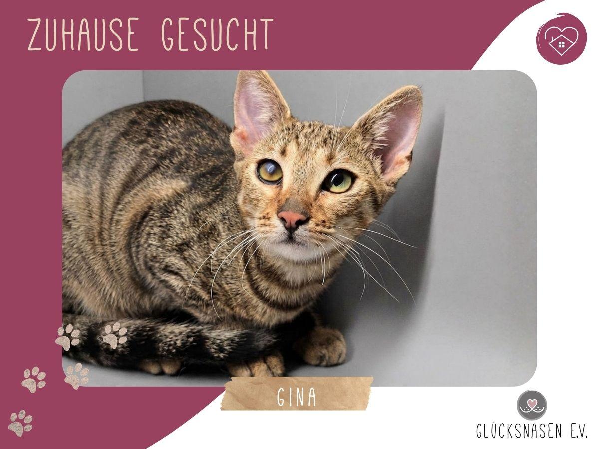 Kätzchen Gina sucht ihre eigene Familie – Katze Europäisch Kurzhaar sucht ein Zuhause in Hessisch Oldendorf 