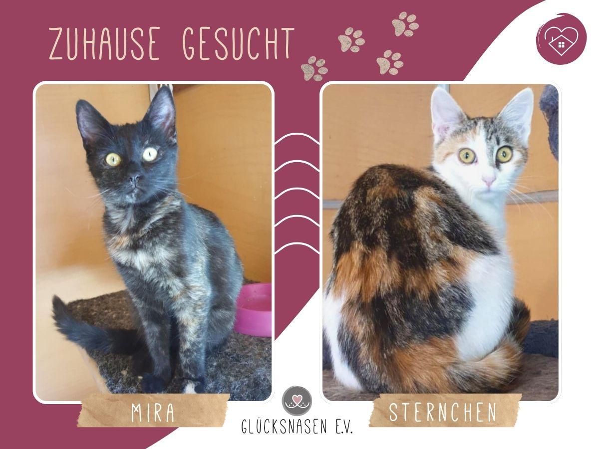 Katzen Mira und Sternchen möchten gern reisen – Katze Europäisch Kurzhaar sucht ein Zuhause in Hessisch Oldendorf 