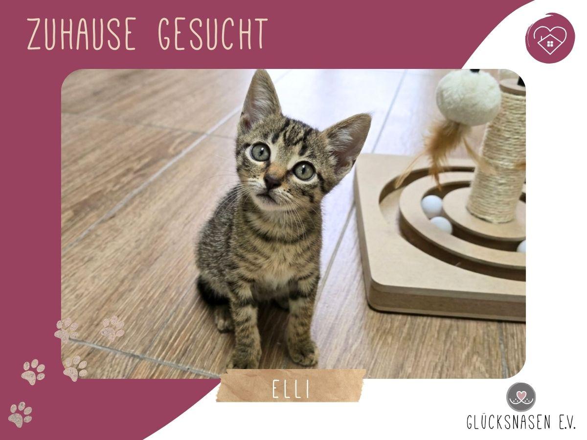 Katzenmädchen Elli ist bereit für Dich – Katze Europäisch Kurzhaar sucht ein Zuhause in Hessisch Oldendorf 