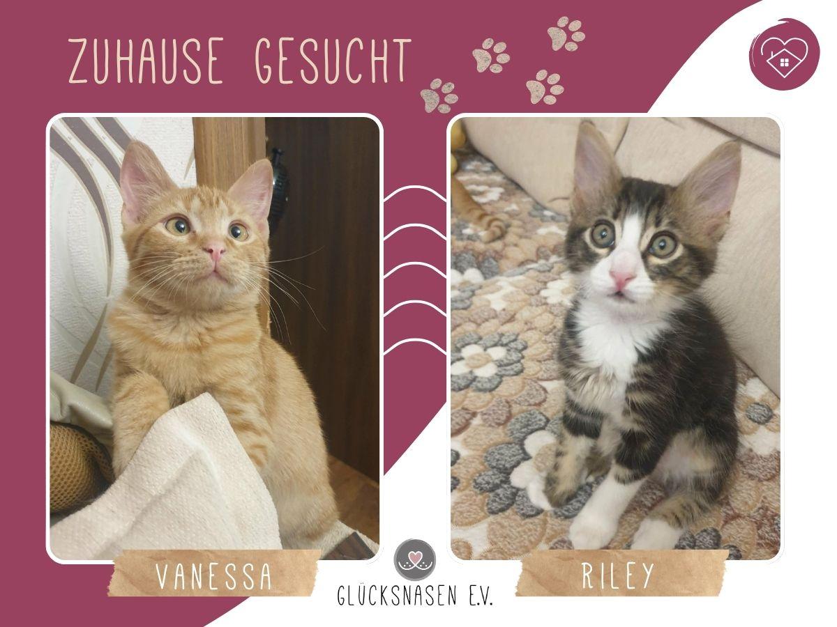 Kätzchen Vanessa und Riley sind bereit für Dich – Katze Europäisch Kurzhaar sucht ein Zuhause in Hessisch Oldendorf 