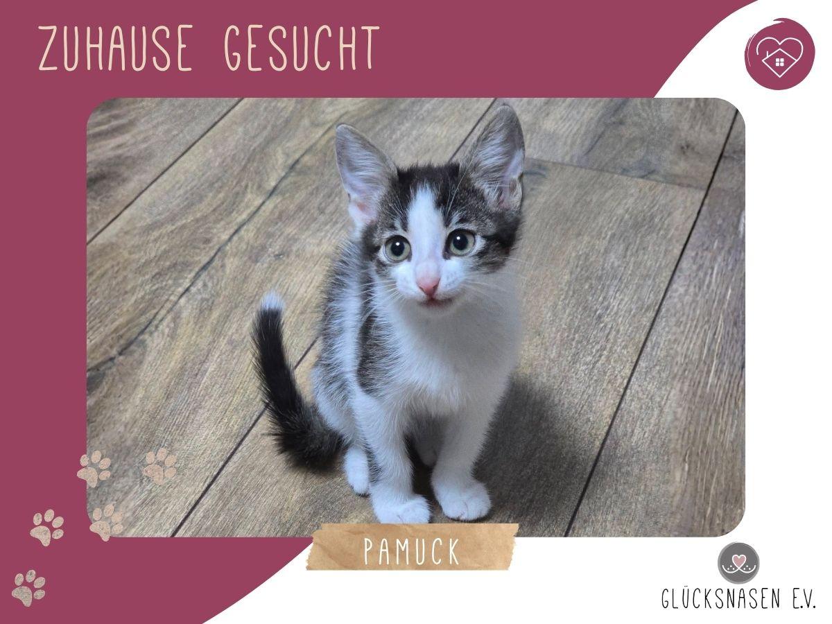 Katerchen Pamuck sucht Dich zum kuscheln – Katze Europäisch Kurzhaar sucht ein Zuhause in Hessisch Oldendorf 