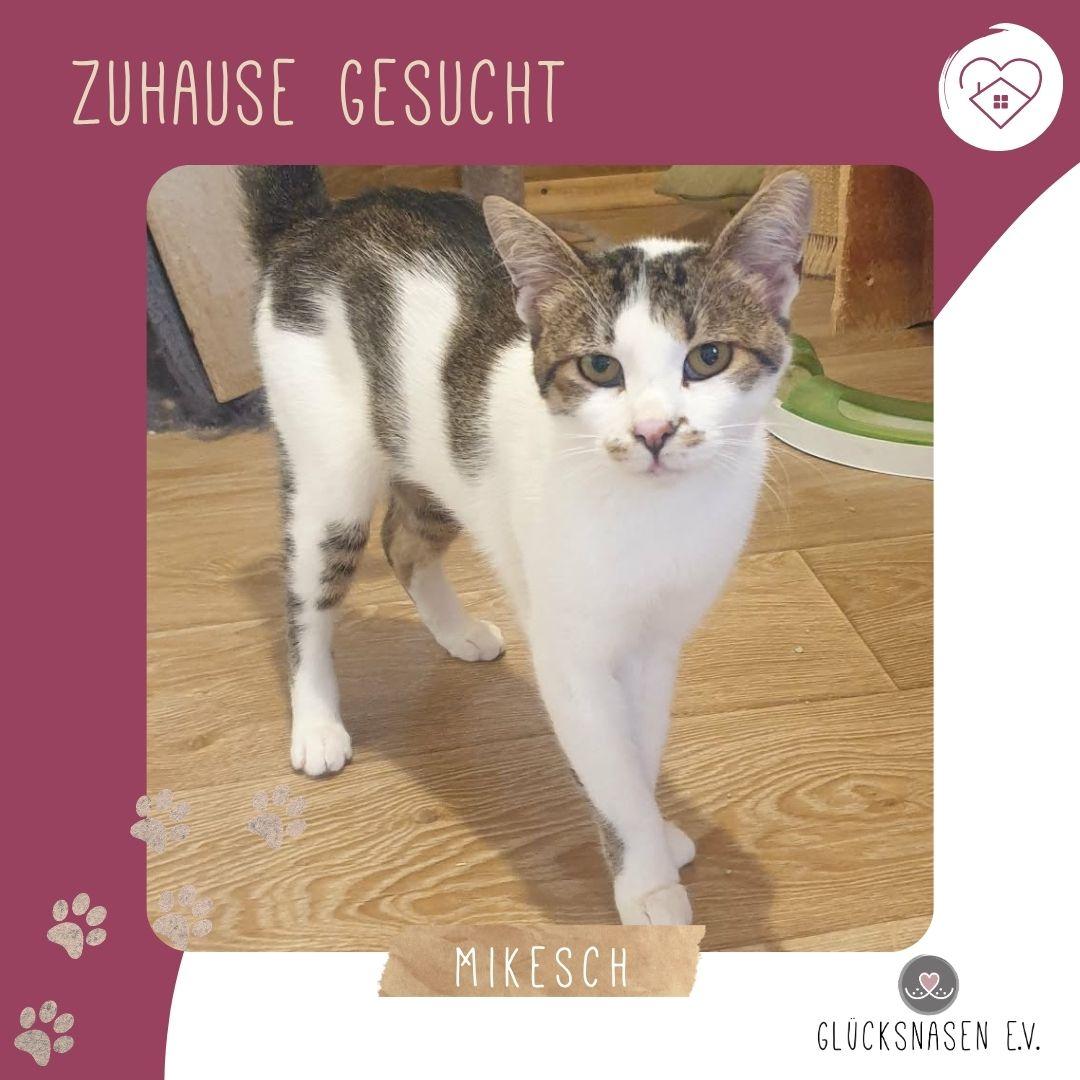 Kater Mikesch möchte so gern reisen – Katze Europäisch Kurzhaar sucht ein Zuhause in Hessisch Oldendorf 