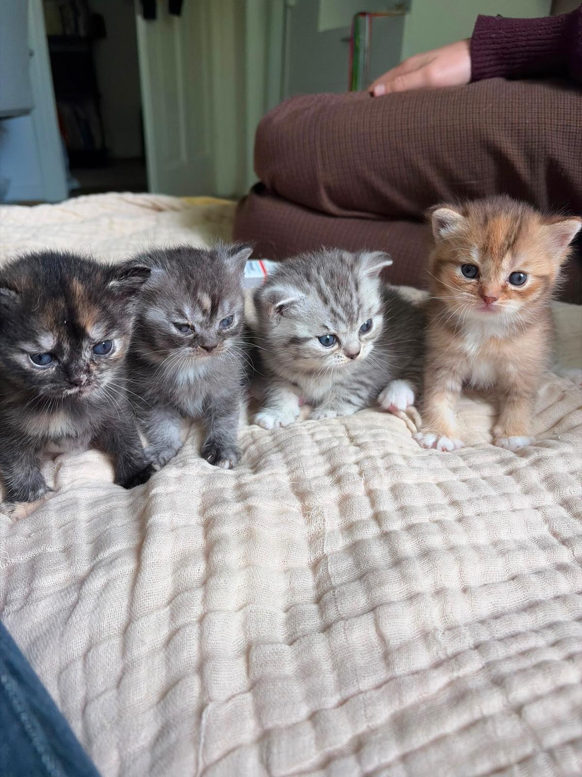 Zauberhafte BKH Kitten suchen ein neues Zuhause – Katze sucht ein Zuhause in Osnabrück