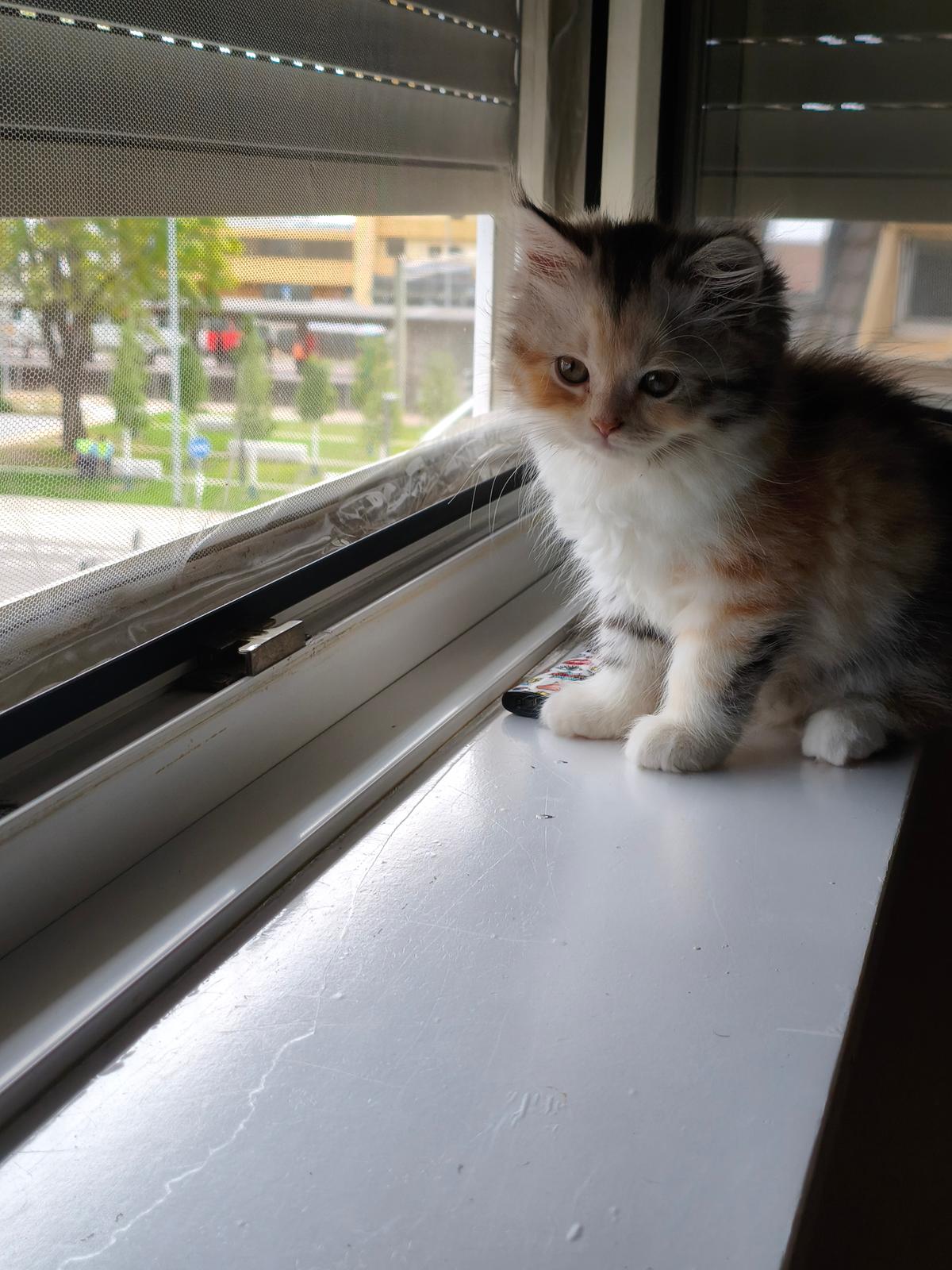 Süßes Perser-Mix-Kätzchen sucht liebevolles Zuhause – Katze Perser sucht ein Zuhause in Wesseling 