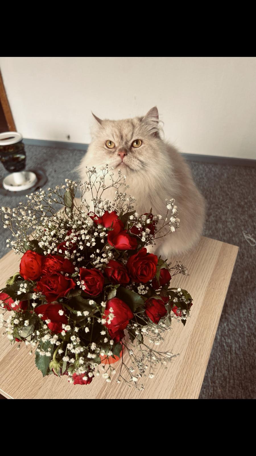Kater abzugeben  – Katze sucht ein Zuhause in Geestland 