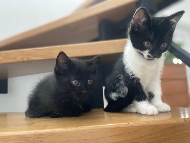 Kleine Hauskatzen suchen liebevolles Zuhause – Katze Hauskatze (Mischling) sucht ein Zuhause in Leipzig