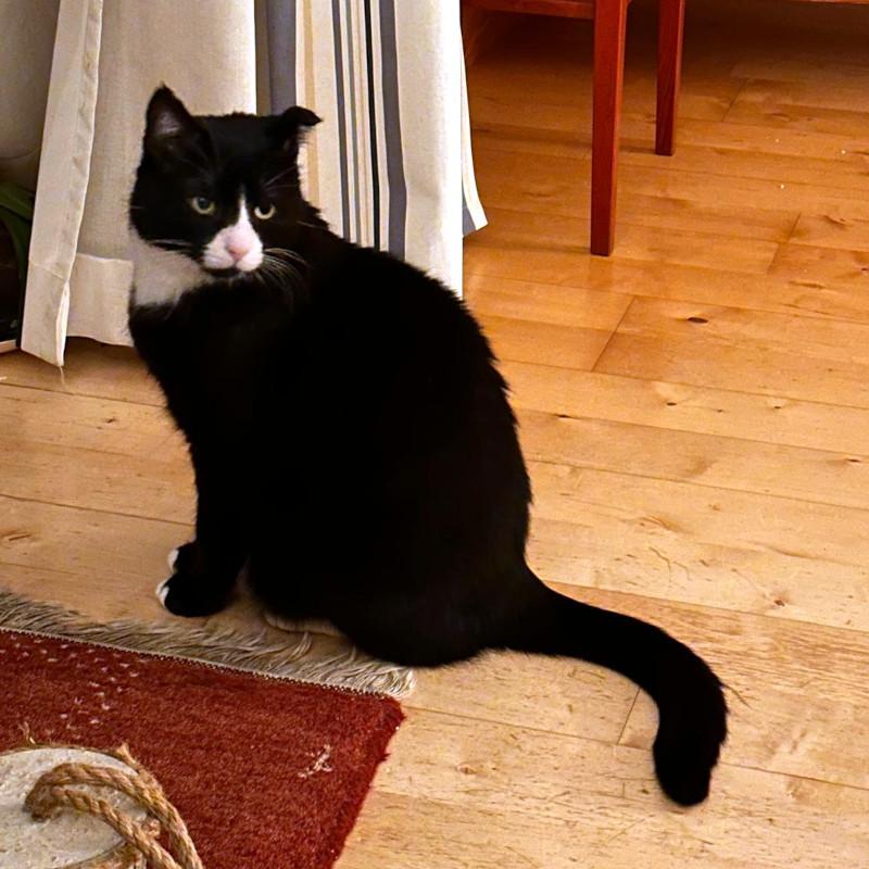 Käpt´n MORLOCK sucht Ankerplatz ohne Crew – Katze sucht ein Zuhause in Berlin
