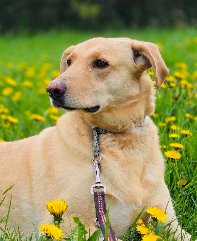 Drinna Mischling – Hund Mischling sucht ein Zuhause in Neusitz
