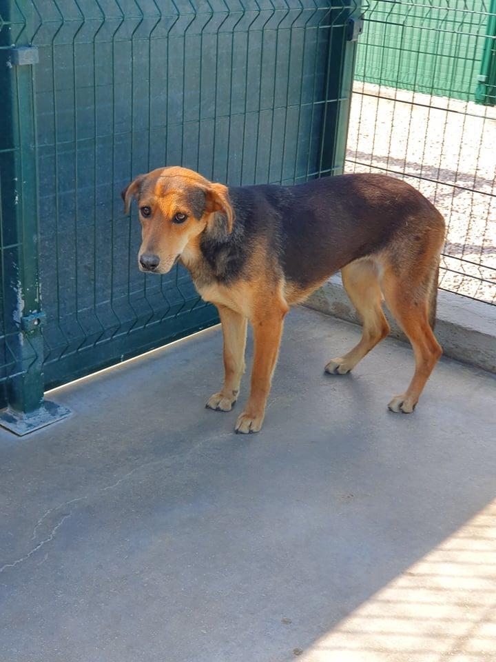 Zana Mischling – Hund Mischling sucht ein Zuhause in Shelter Kroatien