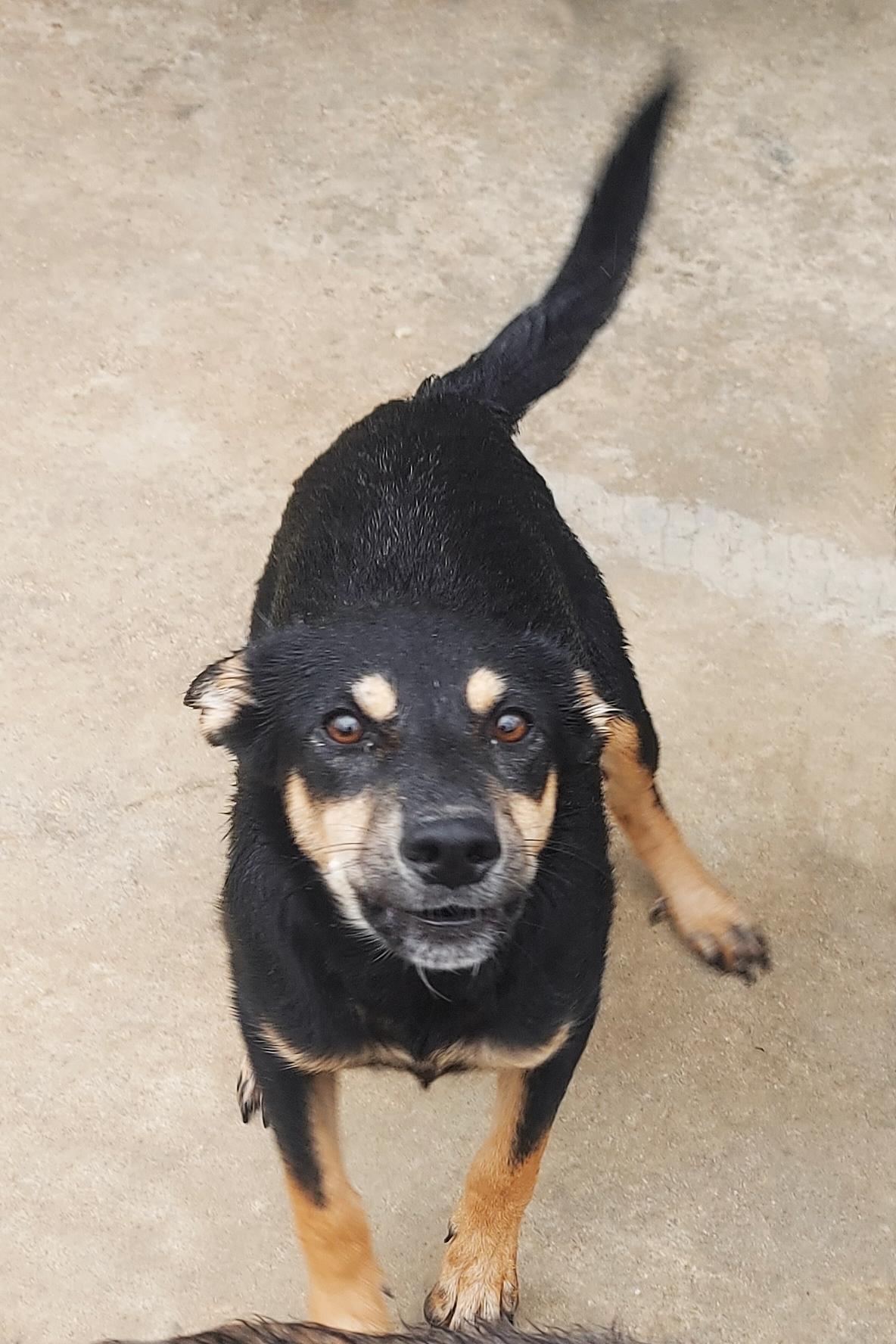 Katja Mischling – Hund Mischling sucht ein Zuhause in Shelter Kroatien