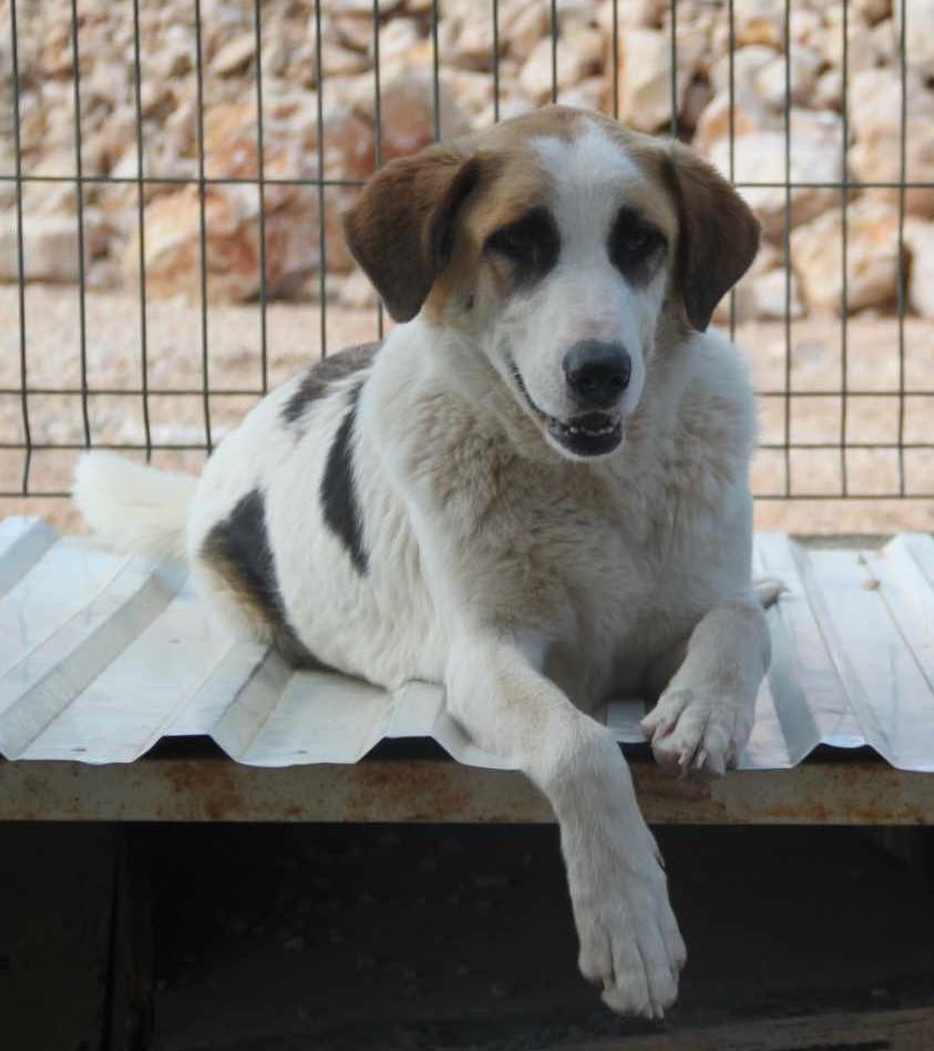 Ariela Tornjak Mischling – Hund Tornjak sucht ein Zuhause in Shelter Kroatien