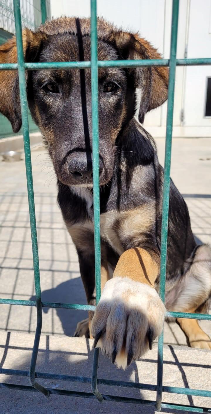Rikica Mischling – Hund Mischling sucht ein Zuhause in Shelter Kroatien