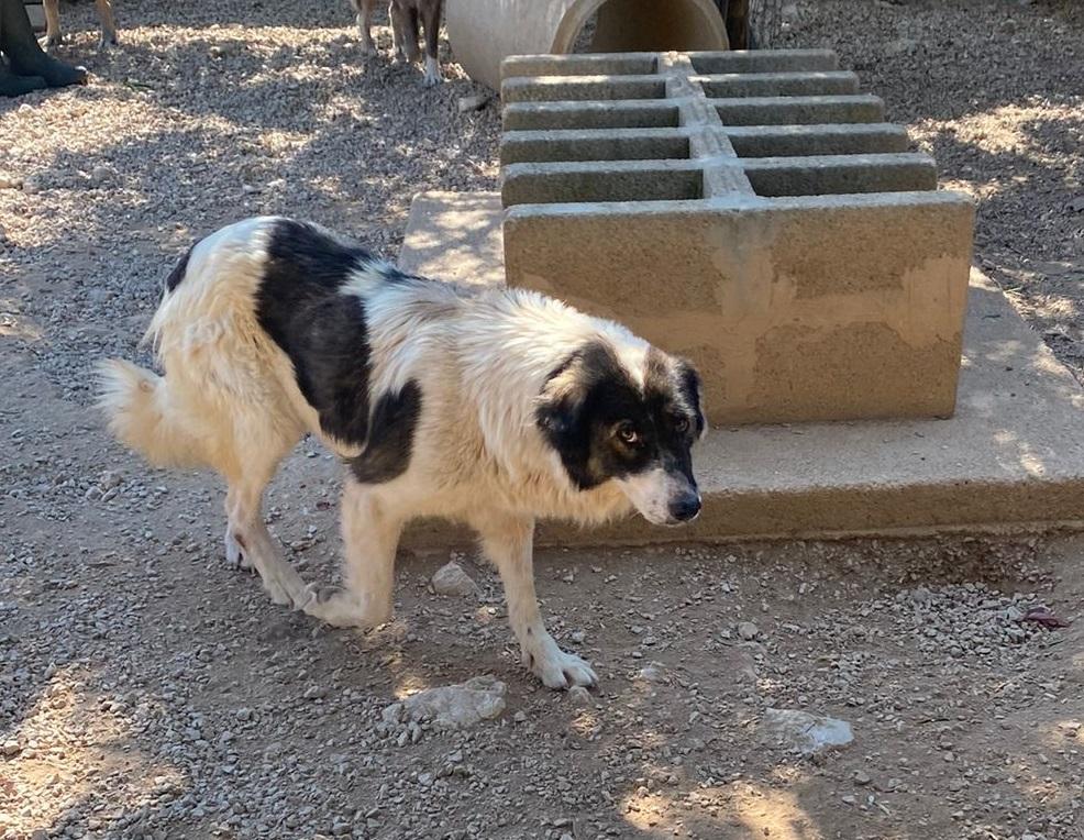 Vana Tornjak Mischling – Hund Tornjak sucht ein Zuhause in Shelter Kroatien