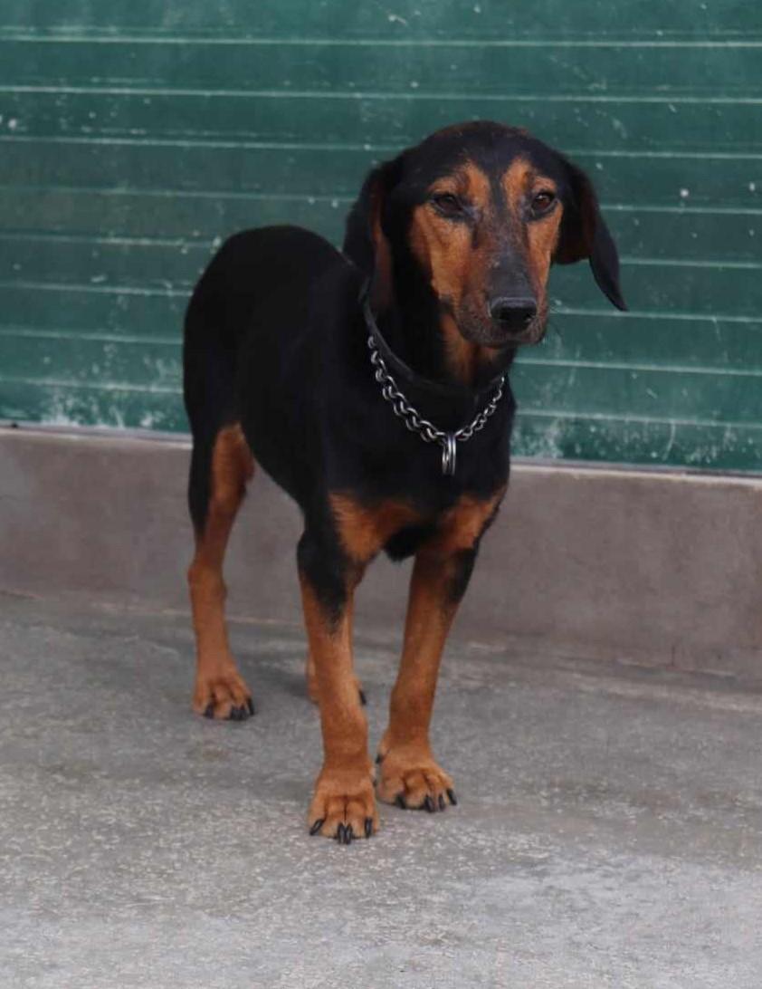 Dea Dackel Mischling  – Hund Dackel sucht ein Zuhause in Shelter Kroatien