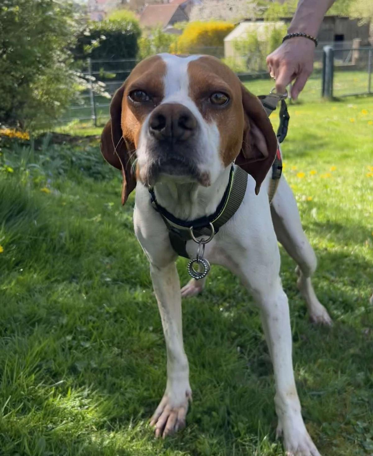 Lotta Epagneul Breton Mischling – Hund Epagneul Breton sucht ein Zuhause in Schollbrunn