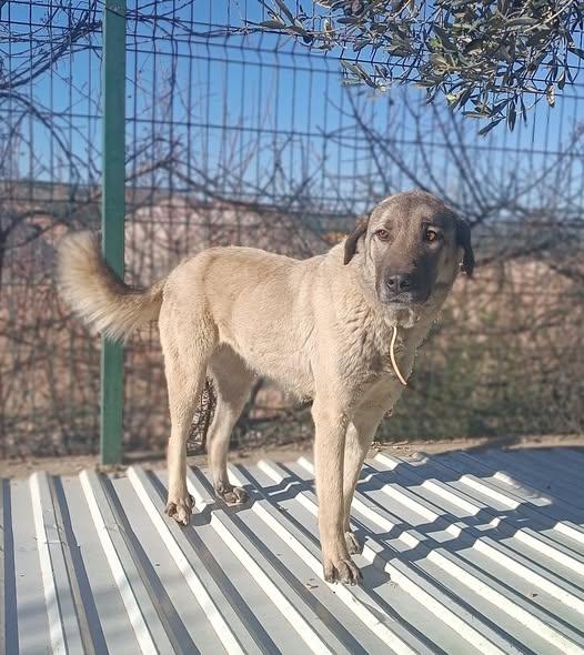 Beka Herdenschutz Mischling – Hund Herdenschutzhund-Mix sucht ein Zuhause in Shelter Kroatien