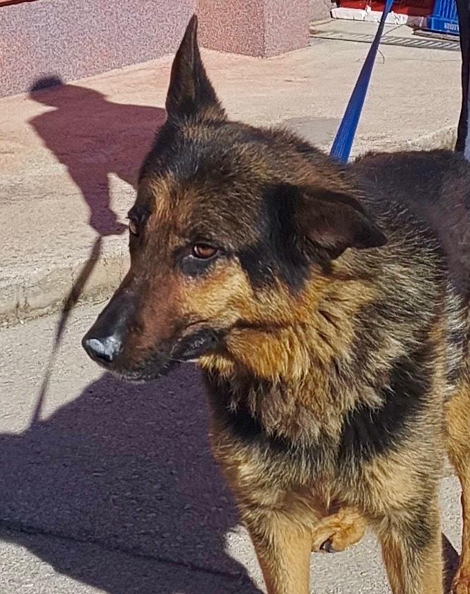 Cher Schäferhund Mischling – Hund Schäferhund-Mix sucht ein Zuhause in Shelter Kroatien