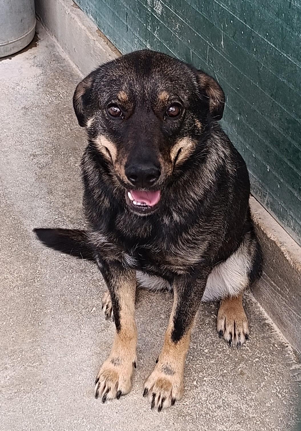 Doris Mischling – Hund Mischling sucht ein Zuhause in Shelter Kroatien