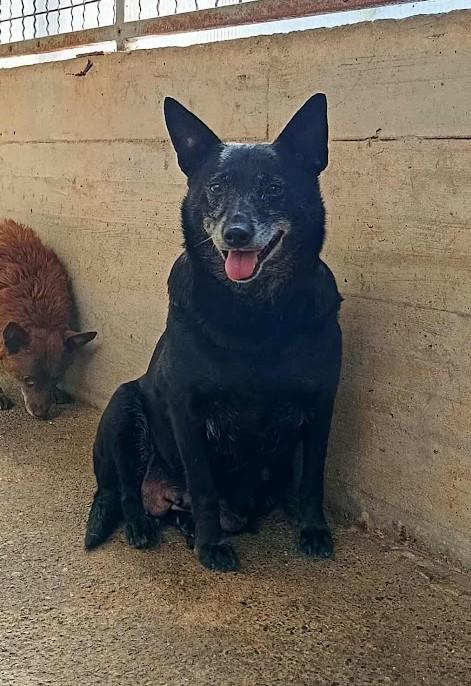 Lizzie Mischling – Hund Mischling sucht ein Zuhause in Shelter Kroatien