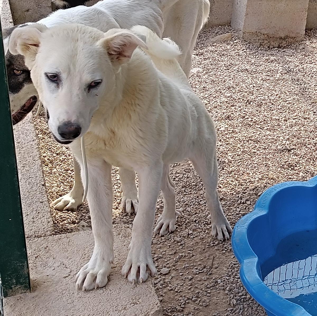 Obala Labrador Mischling – Hund Labrador Retriever sucht ein Zuhause in Shelter Kroatien