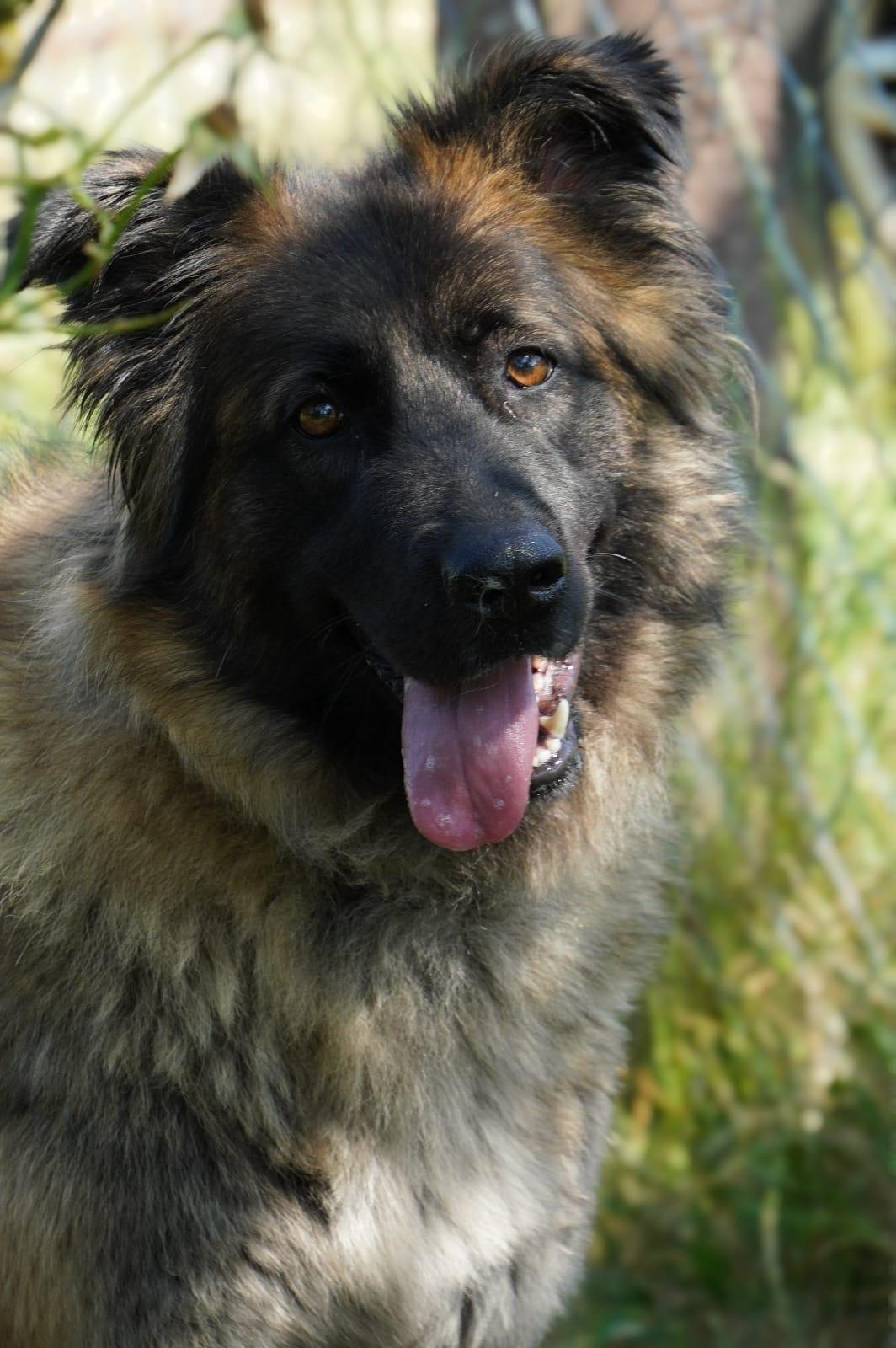 Zola Sarplaninac Mischling – Hund Mischling sucht ein Zuhause in Shelter Kroatien