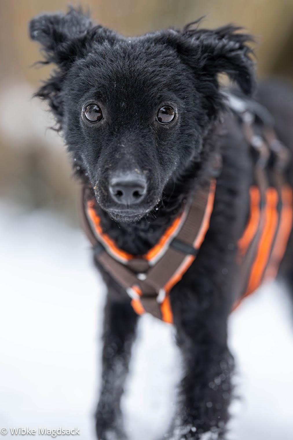 Yuna Kroatischer Schäferhund – Hund Schäferhund-Mix sucht ein Zuhause in Lehrte