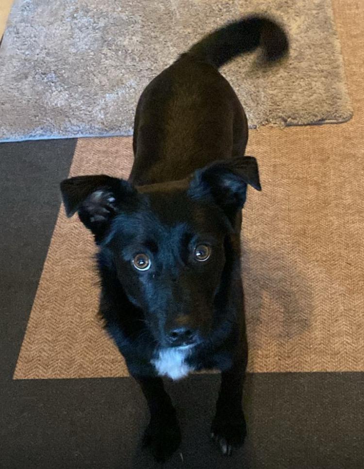 Molly Mischling – Hund Mischling sucht ein Zuhause in Lehrte