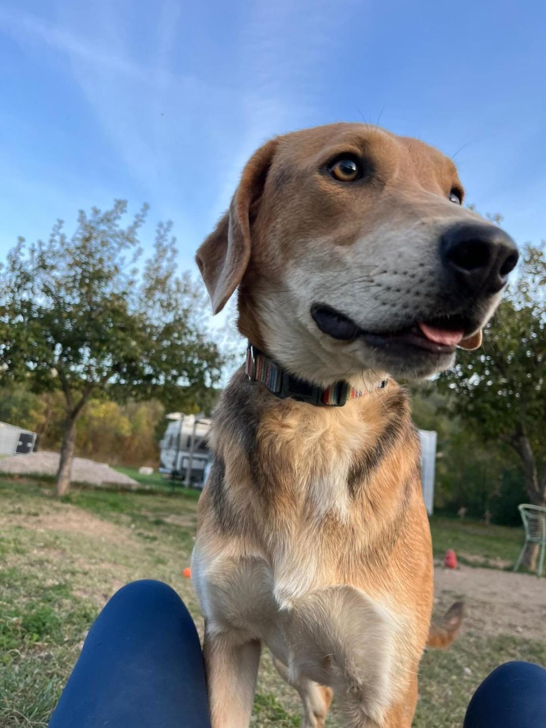 Lea Bracke Schäferhund Mischling – Hund Schäferhund-Mix sucht ein Zuhause in Shelter Kroatien