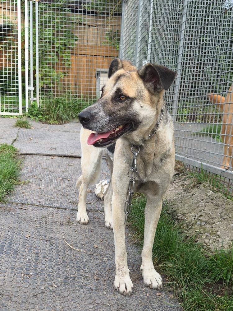 Sofia Schäferhund Torjnjak Mischling – Hund Schäferhund-Mix sucht ein Zuhause in Neusitz