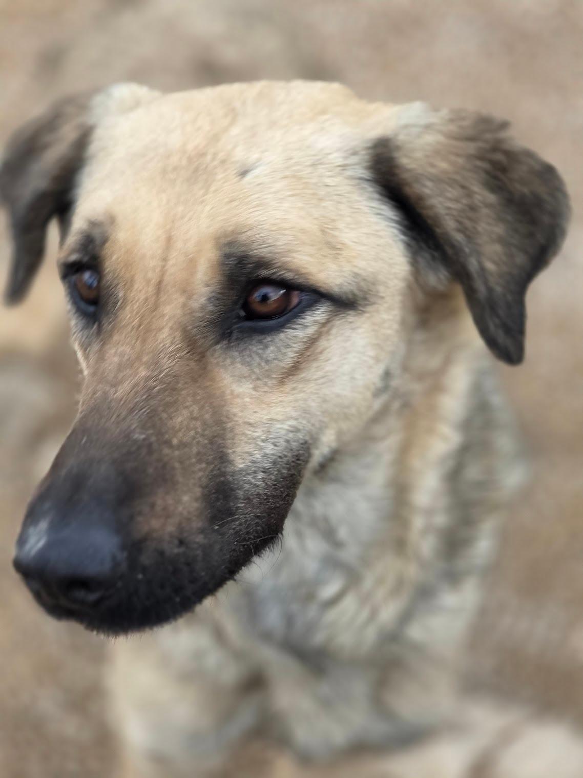 Cloe Schäferhund Mischling – Hund Schäferhund-Mix sucht ein Zuhause in Shelter Kroatien