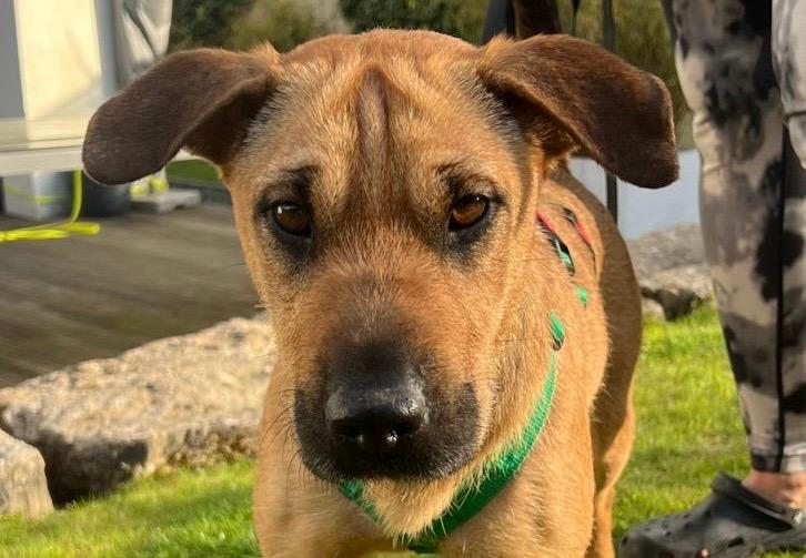 Tina Mischling – Hund Mischling sucht ein Zuhause in Oberursel