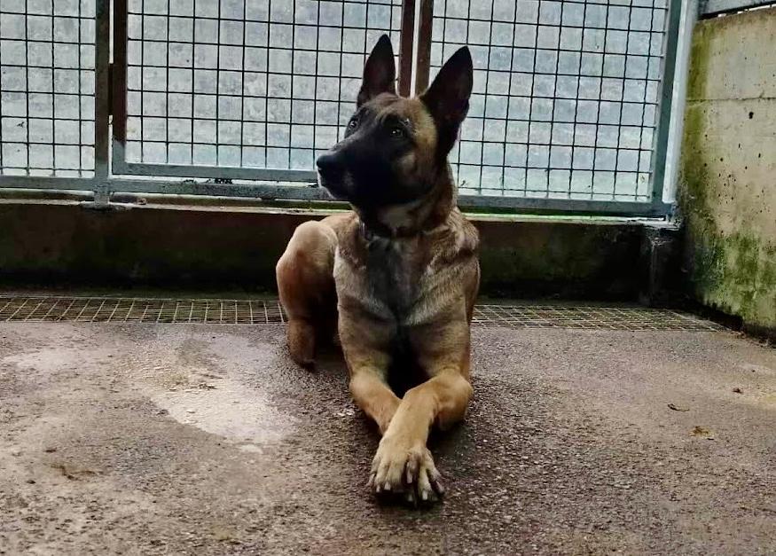 Ria Malinois Mix – Hund Malinois sucht ein Zuhause in Shelter Kroatien