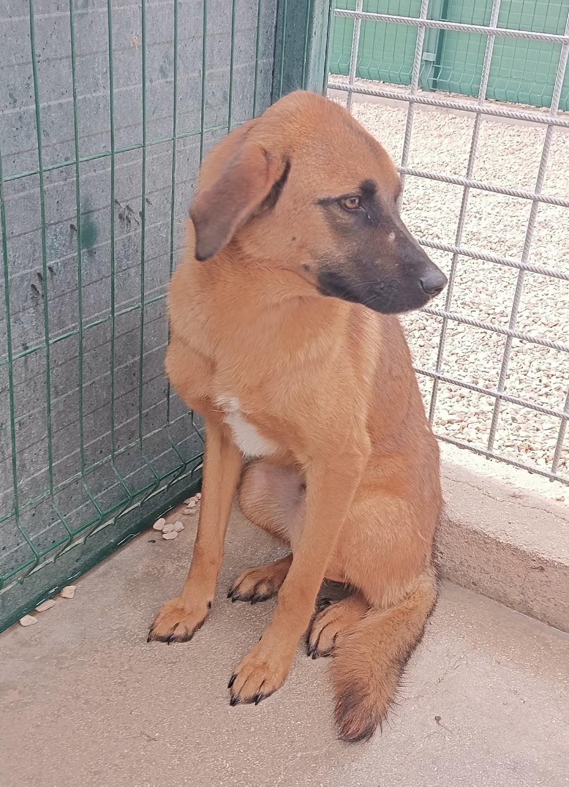 Siera Mischling – Hund Mischling sucht ein Zuhause in Shelter Kroatien