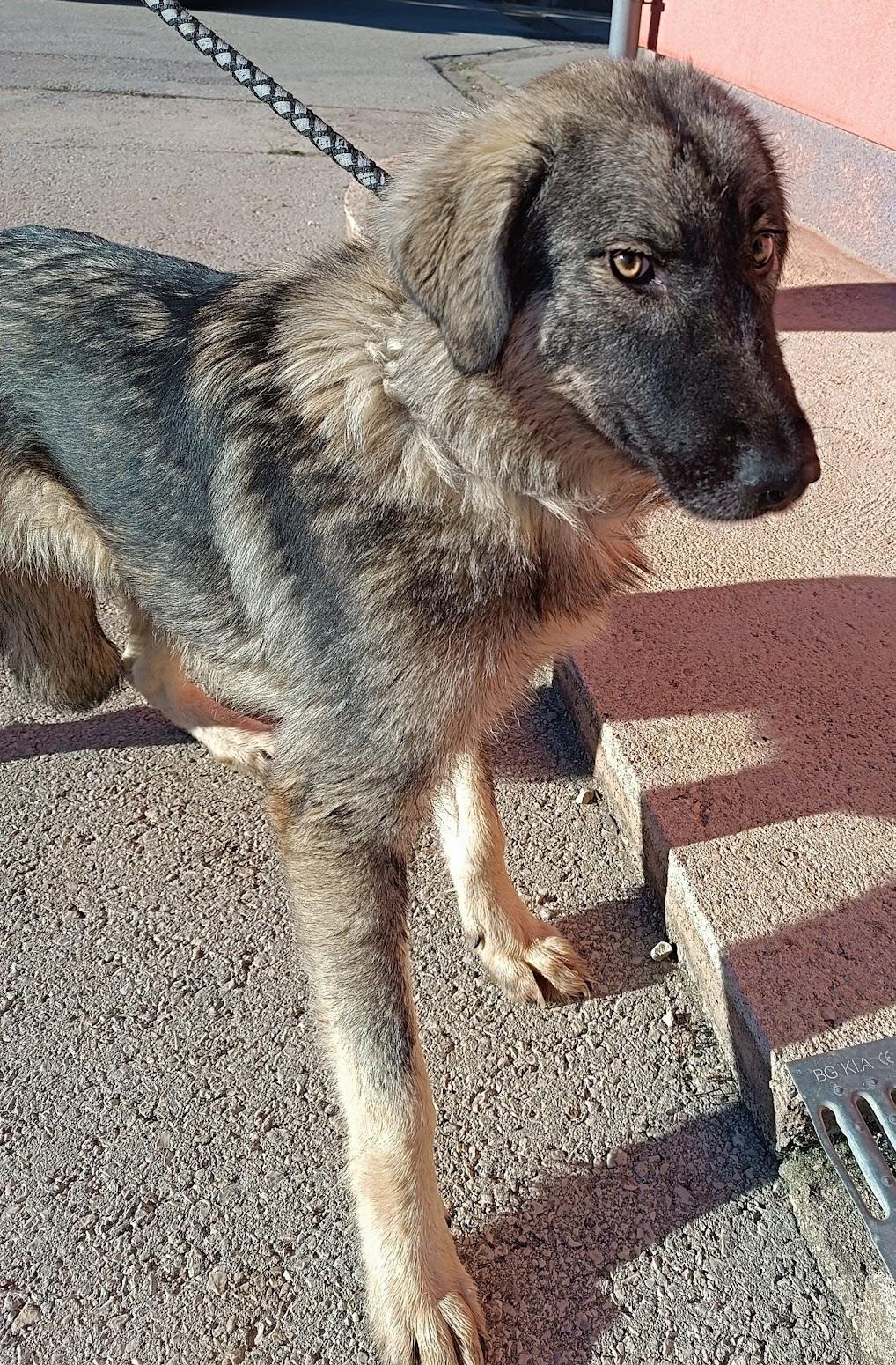 Abra Sarplaninac Mischling – Hund Mischling sucht ein Zuhause in Shelter Kroatien