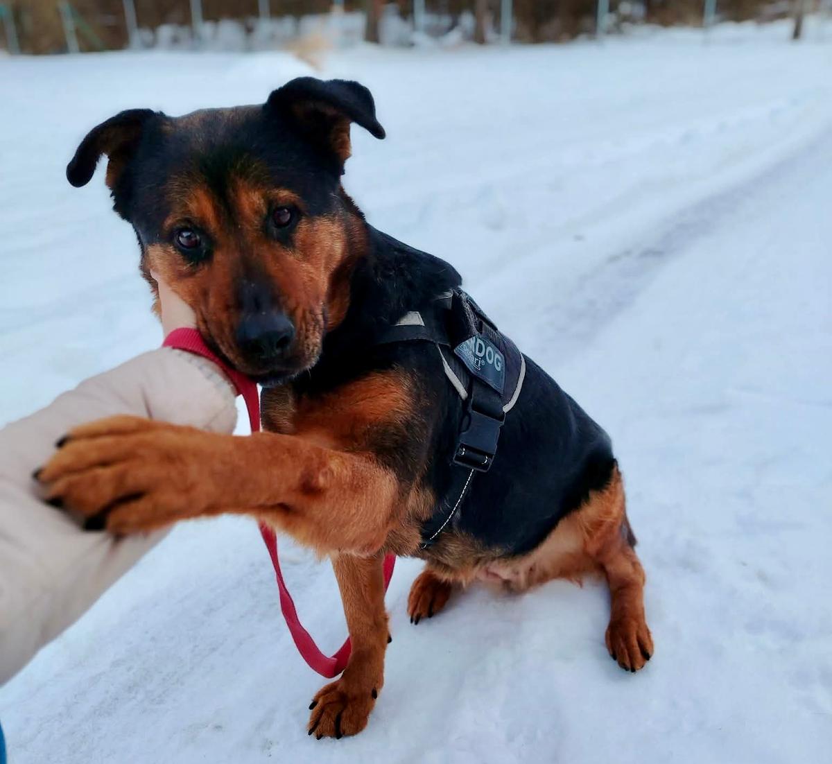Mia Mischling – Hund Mischling sucht ein Zuhause in Shelter Kroatien