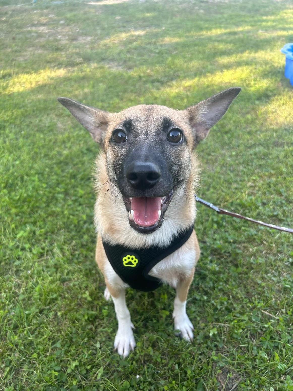 Breskvica Mischling – Hund Mischling sucht ein Zuhause in Rüsselheim