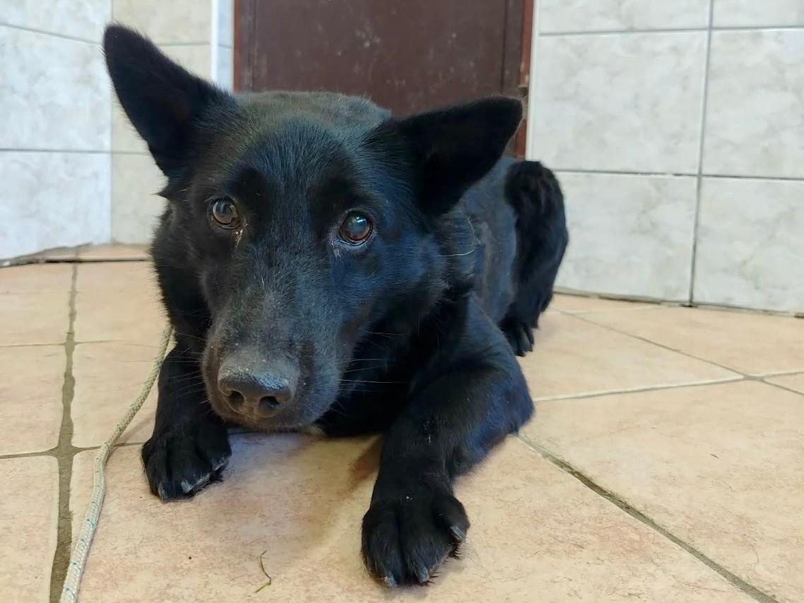 Lajka Mischling – Hund Mischling sucht ein Zuhause in Shelter Kroatien