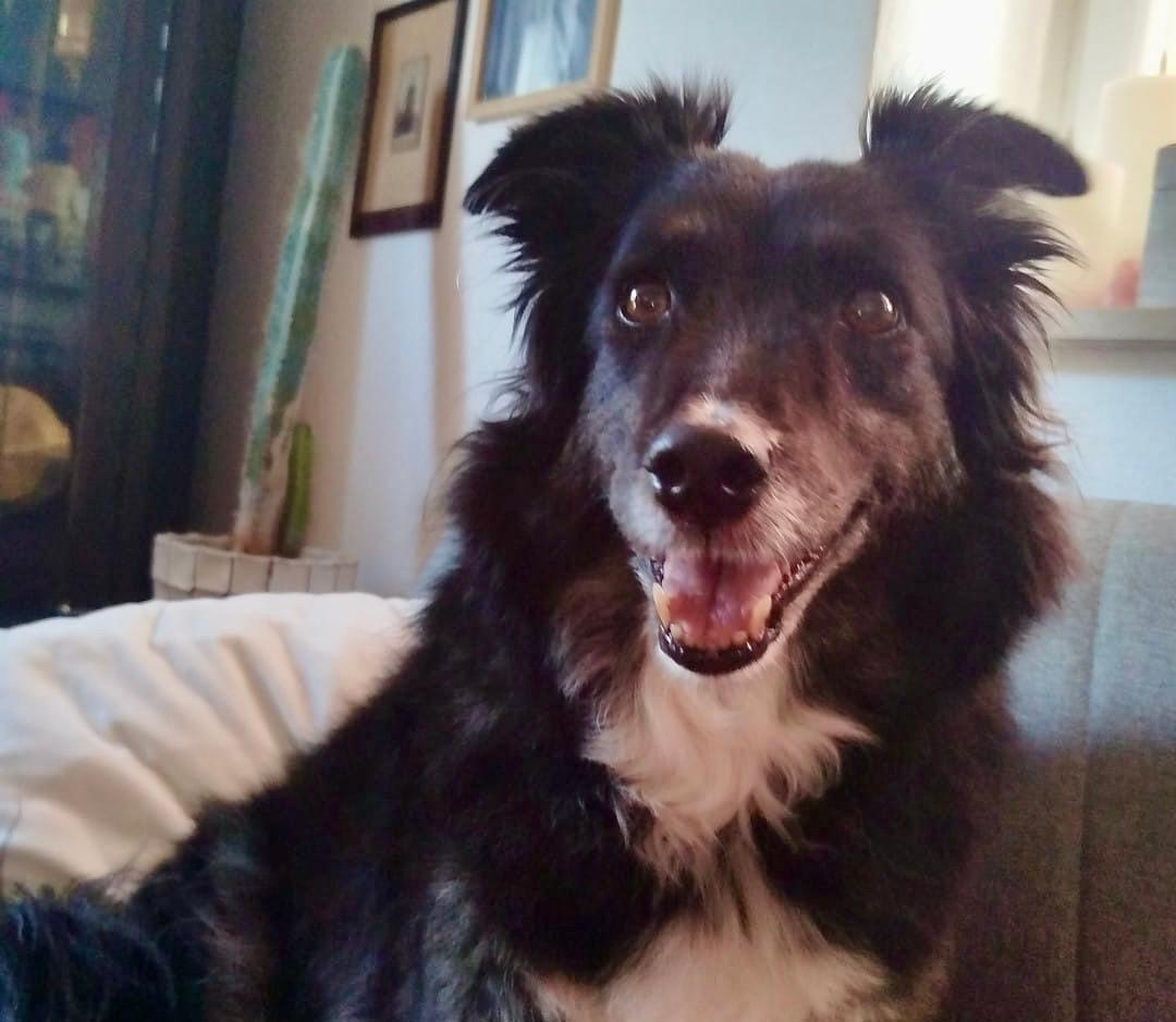 Money jetzt Coffee – Hund Mischling sucht ein Zuhause in Bendorf