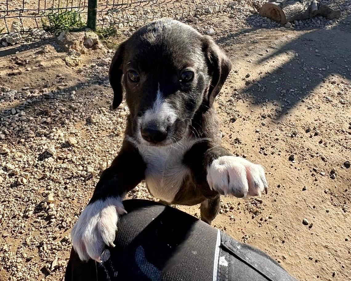Nala Mischling – Hund Mischling sucht ein Zuhause in Pflegestelle Deutschland