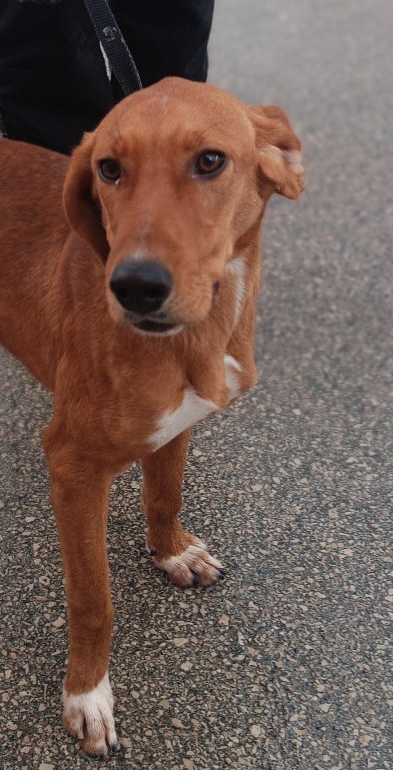 Raquel Bracke Mischling – Hund Mischling sucht ein Zuhause in Nordhalben