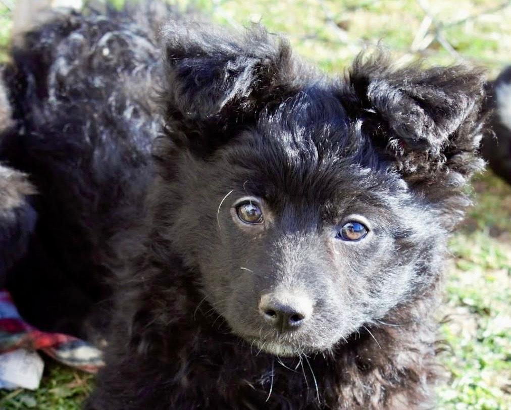 Everest Mischling – Hund Mischling sucht ein Zuhause in Shelter Kroatien