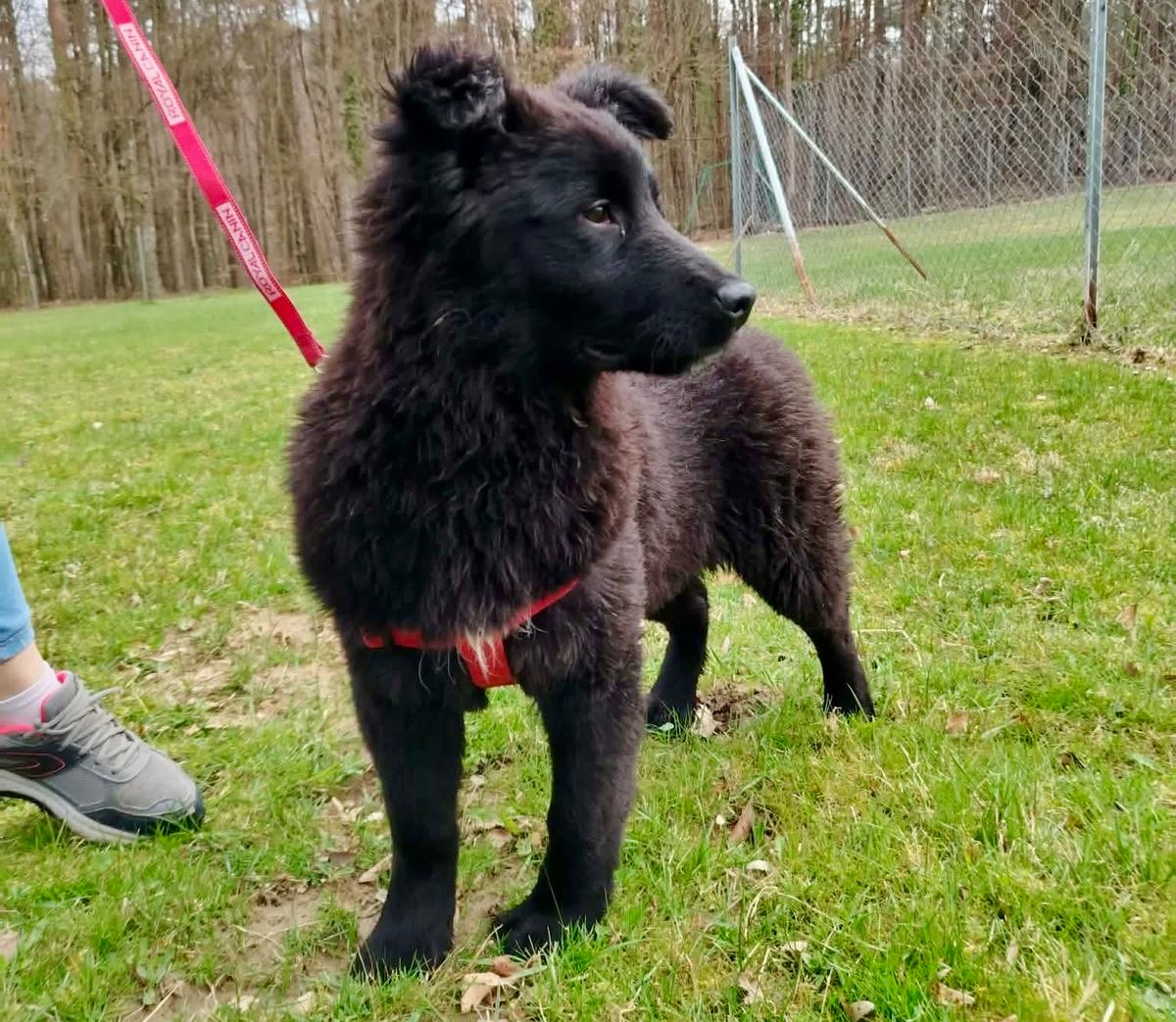 Mina Mischling – Hund Mischling sucht ein Zuhause in Shelter Kroatien