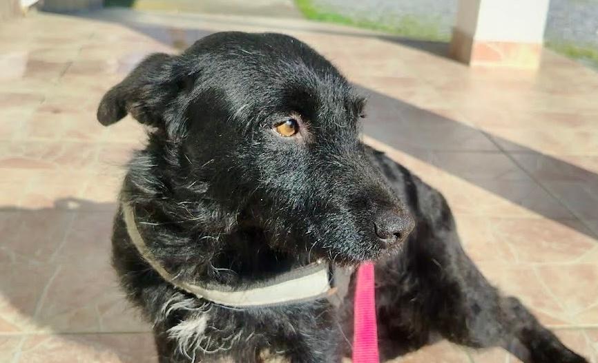 Gabby Mischling – Hund Mischling sucht ein Zuhause in Lehrte