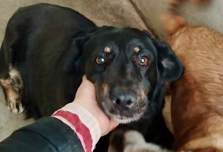 Kika Mischling – Hund Mischling sucht ein Zuhause in Shelter Kroatien