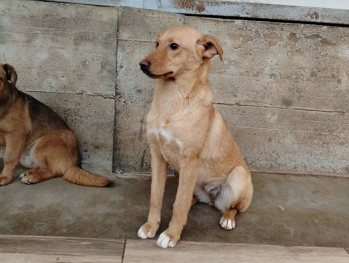 Sally Mischling – Hund Mischling sucht ein Zuhause in Shelter Kroatien